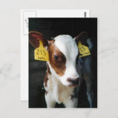 乳牛の子牛ベビー牛ファームケリーフォト ポストカード (正面/裏面)