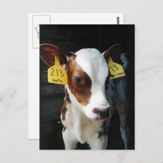 乳牛の子牛ベビー牛ファームケリーフォト ポストカード (正面/裏面)