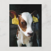 乳牛の子牛ベビー牛ファームケリーフォト ポストカード (正面)