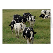 乳牛の牧草地すべての行事グリーティ空白のング (正面横)