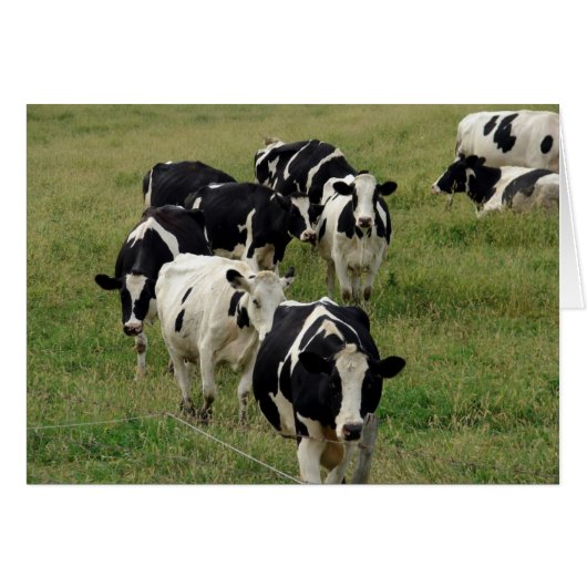 乳牛の牧草地すべての行事グリーティ空白のング (正面横)