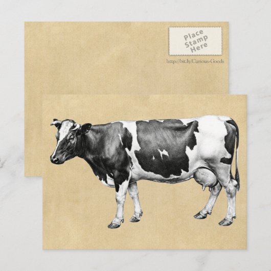 乳牛 ポストカード (正面/裏面)