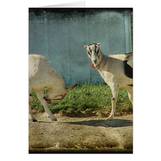 乳製品ヤギ (正面)