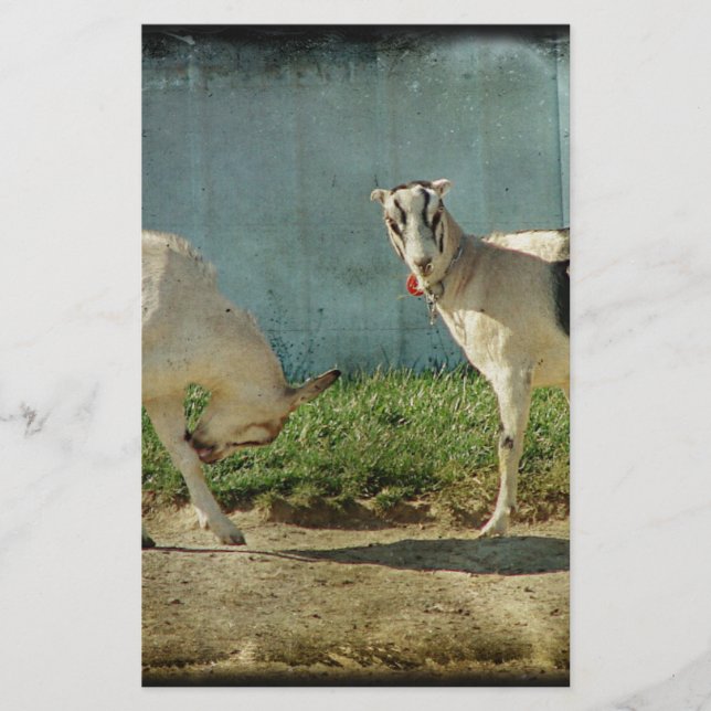 乳製品ヤギ (正面)