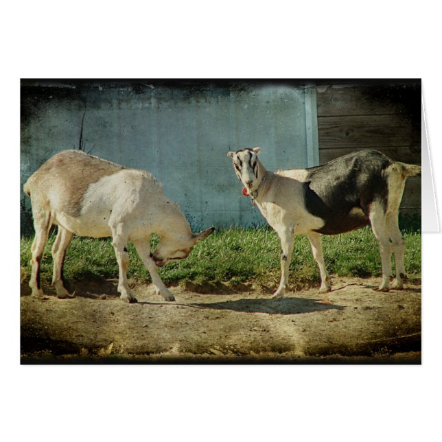 乳製品ヤギ (正面横)