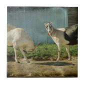 乳製品ヤギ タイル (正面)