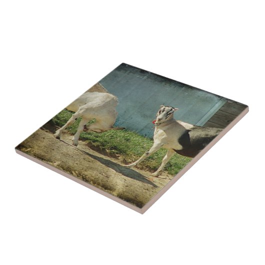 乳製品ヤギ タイル (側面)