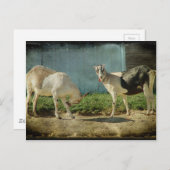 乳製品ヤギ ポストカード (正面/裏面)