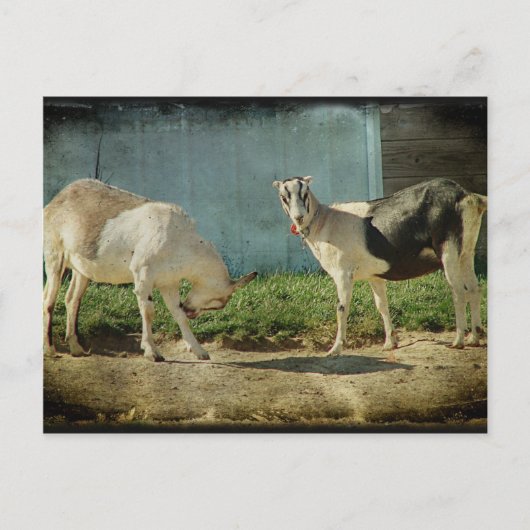 乳製品ヤギ ポストカード (正面)