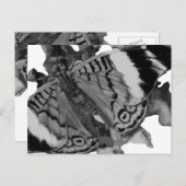 乳頭 ポストカード (正面/裏面)