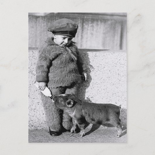 乳食べ物を与え瓶入りの子どもの子豚 ポストカード (正面)