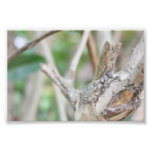 乾いた森 フォトプリント            (正面)