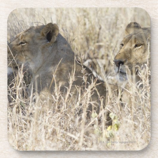 乾いた草、Krugerの国民に隠れる2頭のライオン コースター (正面)