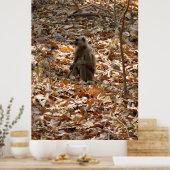 乾季のサル ポスター (キッチン)