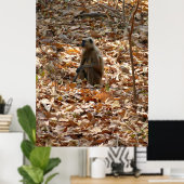 乾季のサル ポスター (ホームオフィス)