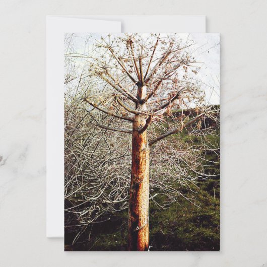 乾性フェラ植物 シーズンカード (正面)