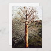 乾性フェラ植物 シーズンカード (正面/裏面)