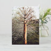 乾性フェラ植物 シーズンカード (スタンド正面)