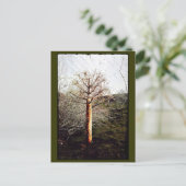 乾性フェラ植物 ポストカード (スタンド正面)