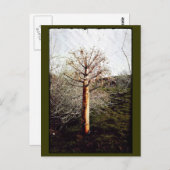 乾性フェラ植物 ポストカード (正面/裏面)