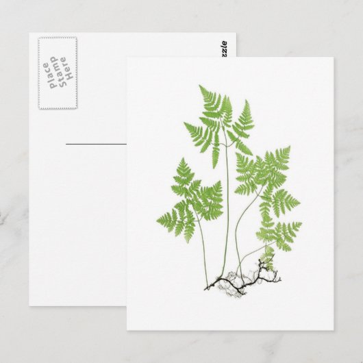 乾性多足目 ポストカード (正面/裏面)