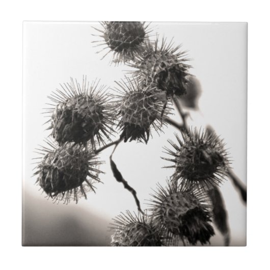 乾燥ごぼく タイル (正面)