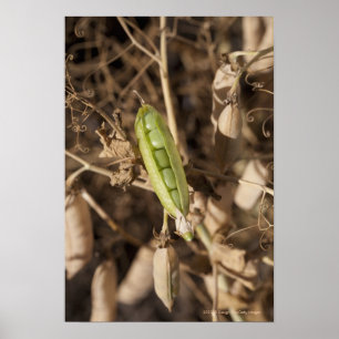 乾燥されたエンドウ豆の鞘の植物のグリーンピースのポッド ポスター