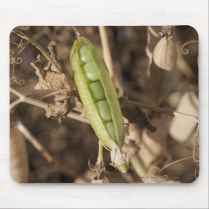 乾燥されたエンドウ豆の鞘の植物のグリーンピースのポッド マウスパッド