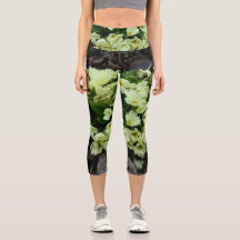 乾燥したのPrimrosesの美しいPrimmula vulgaris葉 Primroses