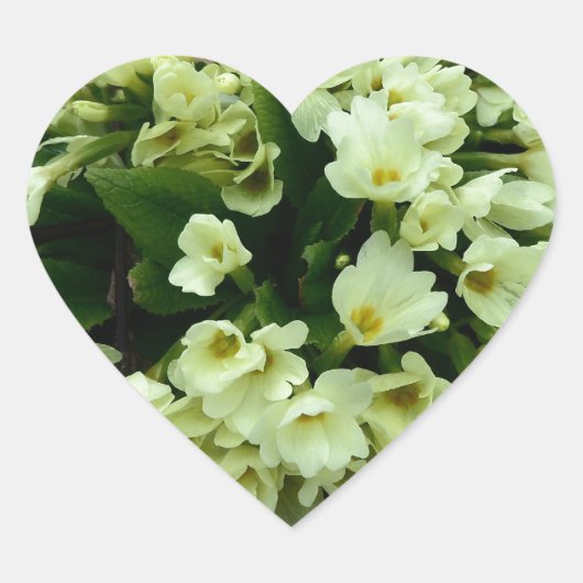 乾燥したのPrimrosesの美しいPrimmula vulgaris葉 Primroses ハートシール (正面)