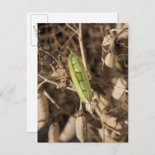 乾燥したエンドウ豆の莢の上の緑のエンドウ豆の莢 ポストカード (正面/裏面)