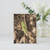 乾燥したエンドウ豆の莢の上の緑のエンドウ豆の莢 ポストカード (スタンド正面)