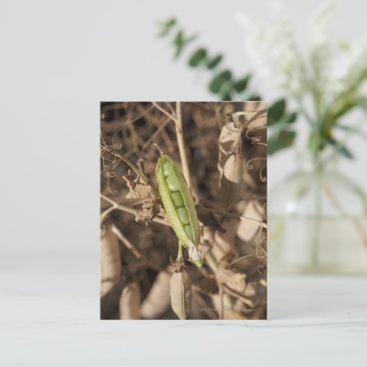 乾燥したエンドウ豆の莢の上の緑のエンドウ豆の莢 ポストカード (スタンド正面)