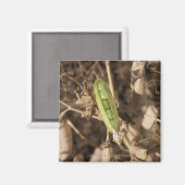 乾燥したエンドウ豆の莢の上の緑のエンドウ豆の莢 マグネット (正面/裏面)