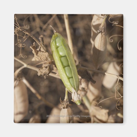 乾燥したエンドウ豆の莢の上の緑のエンドウ豆の莢 マグネット (正面)
