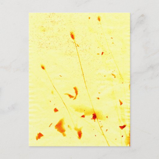 乾燥したケシの茎のサンプリント ポストカード (正面)