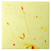 乾燥したケシの茎の太陽写真