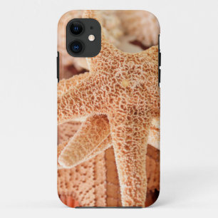 乾燥したヒトデの土産品 2 iPhone 11 ケース