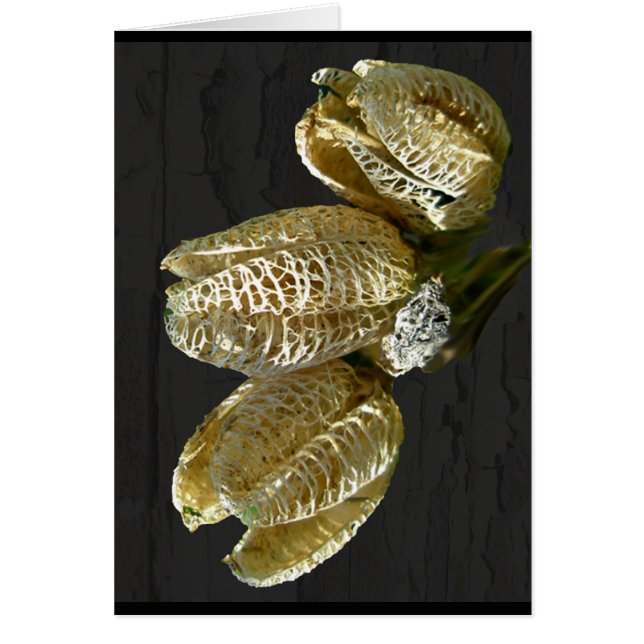 乾燥したユリの種子の莢 (正面)