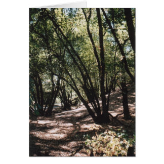 乾燥した入り江の道