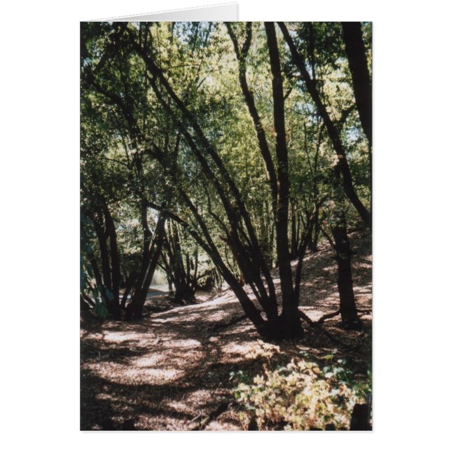 乾燥した入り江の道 (正面)