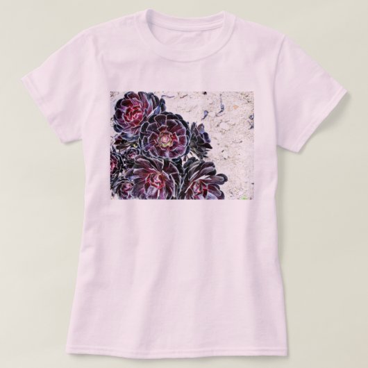 乾燥した石のアエオニウム属の花 Tシャツ (デザイン正面)