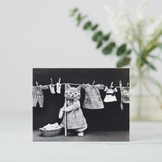 乾燥するべきヴィンテージ猫のぶら下がったな布 ポストカード (スタンド正面)