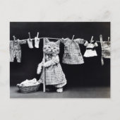 乾燥するべきヴィンテージ猫のぶら下がったな布 ポストカード (正面)