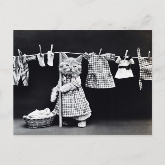 乾燥するべきヴィンテージ猫のぶら下がったな布 ポストカード (正面)