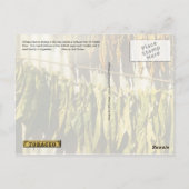 乾燥たばこ葉 ポストカード (裏面)