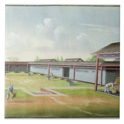 乾燥のための小さい葉を分類します(w/c紙で) タイル (正面)