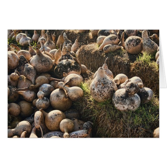 乾燥の巣箱のひょうたんの分野 (正面横)