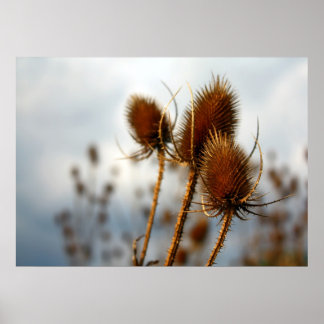 乾燥アザミ ポスター
