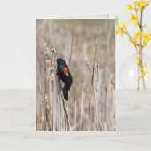 乾考えるいた草の上の赤い翼のブラックバード カード (黄色い花)